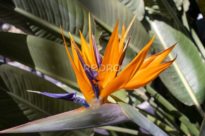 Papier peint  close up of a single orange and blue Bird of paradise flower (Strelitzia species)