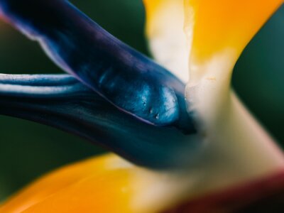 Papier peint  Close up of a strelitzia