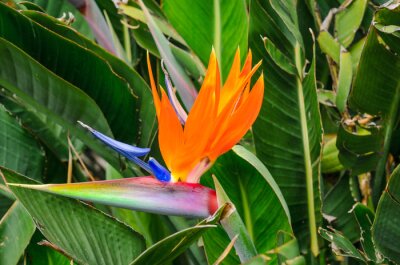 Papier peint  Close up of a strelitzia flower.