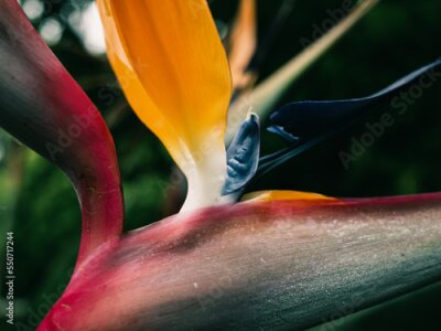 Papier peint  close up of a strelitzia flower