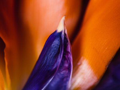 Papier peint  Close up of a strelitzia flower