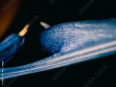 Papier peint  Close up of a Strelitzia flower