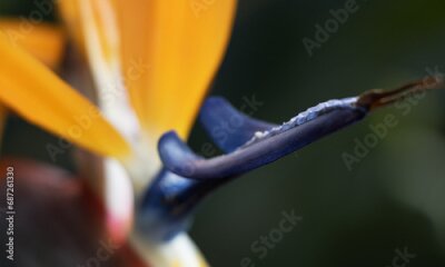 Papier peint  Close-up of a Strelitzia flower