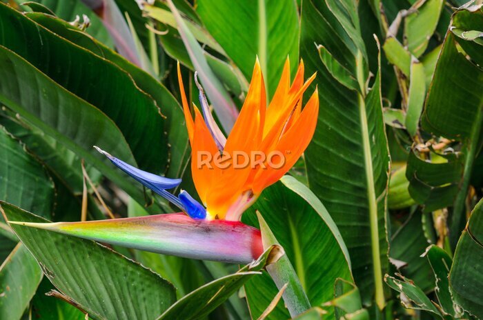 Papier peint  Close up of a strelitzia flower.