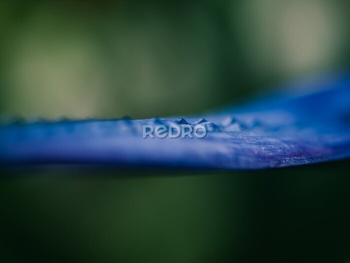 Papier peint  Close up of a strelitzia flower