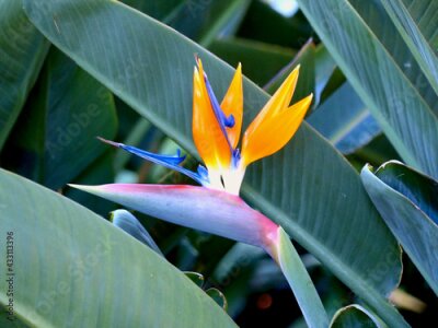 Papier peint  Close up of a Strelitzia Reginae (Bird of Paradise flower).