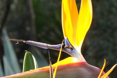 Papier peint  Close up of a Strelitzia reginae , Bird of Paradise Flower with a bee looking for hidden nectar. 