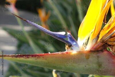 Papier peint  Close up of a Strelitzia reginae , Bird of Paradise Flower with a bee looking for hidden nectar. 