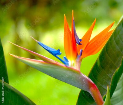 Papier peint  Close up of a Strelitzia Reginae flower (bird of paradise) with blurred background.  