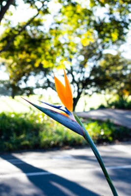 Papier peint  Close-up of a Strelitzia reginae, known by the common name bird of paradise in full bloom