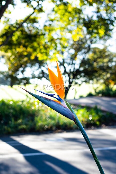 Papier peint  Close-up of a Strelitzia reginae, known by the common name bird of paradise in full bloom