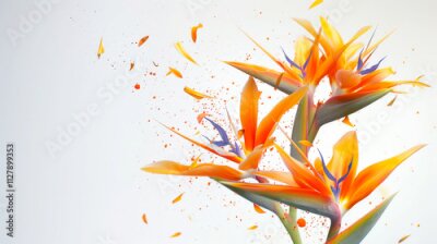 Papier peint  Close-up of a tropical bouquet of strelitzia flowers on a white background. The flower is orange, with many petals. International Women's Day starts on March 8. A celebration of spring