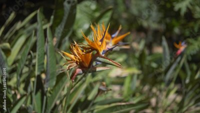 Papier peint  Close-up of a vibrant orange and purple bird of paradise strelitzia reginae in a garden setting.