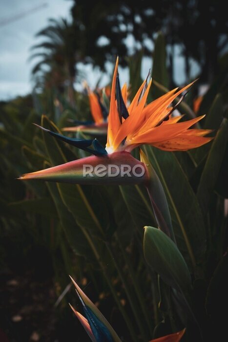 Papier peint  Close up of a vibrant royal strelitzia flower blooming in a lush, green forest