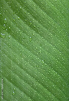 Papier peint  Close up of a wet Strelitzia leaf with copy text space. 