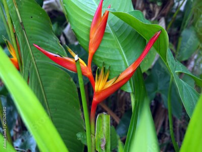 Papier peint  Close-up of a wild red and orange Strelitzia plant with flower in a forest in tropical Suriname South-America