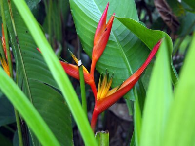 Papier peint  Close-up of a wild red and orange Strelitzia plant with flower in a forest in tropical Suriname South-America
