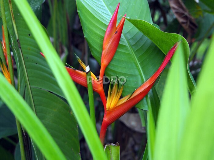 Papier peint  Close-up of a wild red and orange Strelitzia plant with flower in a forest in tropical Suriname South-America