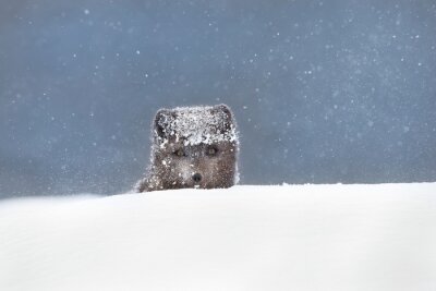 Close up of an Arctic fox poking his head from the snow