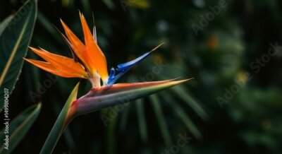 Papier peint  Close up of an exotic bird of paradise flower. Strelitzia reginae plant blossom with orange and blue petals. Tropical botanical garden nature background.