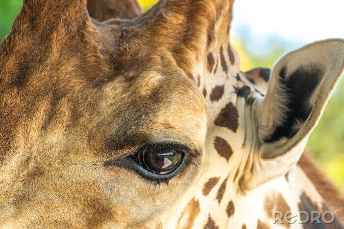 Papier peint  Close up of an eye of beautiful giraffe