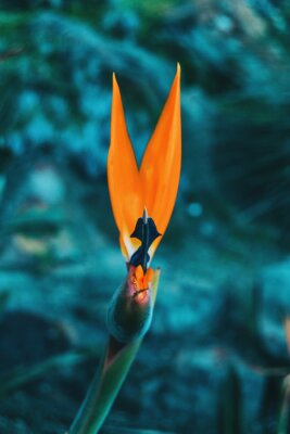 Papier peint  Close-up of an isolated yellowish flower of strelitzia reginae