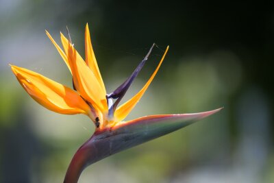 Papier peint  Close up of an open blossom of the Bird of Paradise Flower (Latin Strelitzia) which looks like an exotic bird. Photo is taken in Portuguese island Madeira in September.