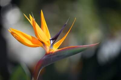 Papier peint  Close up of an open blossom of the Bird of Paradise Flower (Latin Strelitzia) which looks like an exotic bird. Photo is taken in Portuguese island Madeira in September.