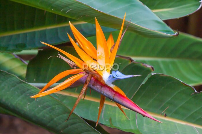 Papier peint  Close-up of an orange and blue blooming flower Bird of paradise - Strelitzia Reginae