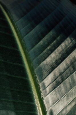 Papier peint  close up of banana leaf, giant white bird of paradise (Strelitzia nicolai) plant