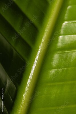 Papier peint  close up of banana leaf, giant white bird of paradise (Strelitzia nicolai) plant	