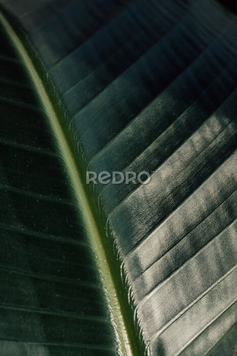 Papier peint  close up of banana leaf, giant white bird of paradise (Strelitzia nicolai) plant