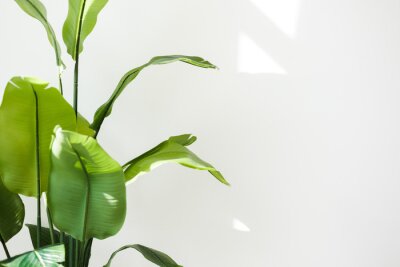 Papier peint  Close up of big green tropical leaves of Strelitzia reginae houseplant, Bird of paradise foliage isolated on white wall background with sunlights from window. Home gardening. Copy space for text.
