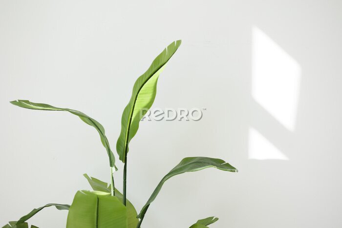Papier peint  Close up of big green tropical leaves of Strelitzia reginae houseplant, Bird of paradise foliage isolated on white wall background with sunlights from window. Home gardening. Copy space for text.