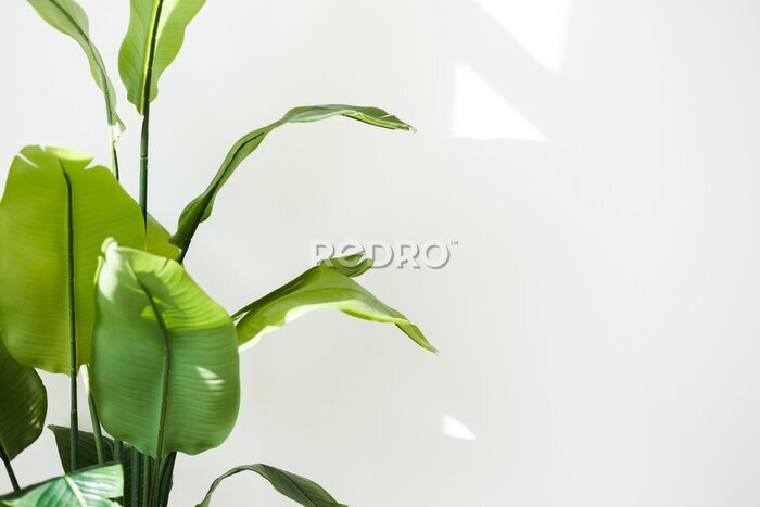 Papier peint  Close up of big green tropical leaves of Strelitzia reginae houseplant, Bird of paradise foliage isolated on white wall background with sunlights from window. Home gardening. Copy space for text.