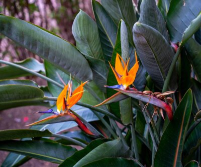 Papier peint  Close up of Bird of Paradise flowers (Strelitzia reginae)
