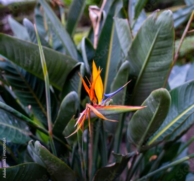 Papier peint  Close up of Bird of Paradise flowers (Strelitzia reginae)
