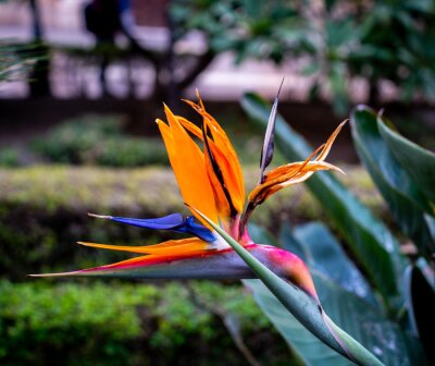 Papier peint  Close up of Bird of Paradise flowers (Strelitzia reginae)
