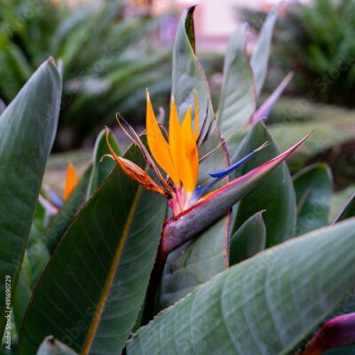 Papier peint  Close up of Bird of Paradise flowers (Strelitzia reginae)
