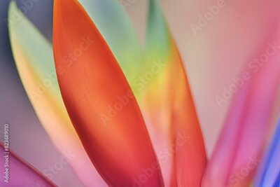 Papier peint  Close-up of Bird of Paradise Petal, Color Gradients, Fine Lines, Macro Photography, Floral Details, Vibrant Pink, purple, green and Orange Flower, High Resolution