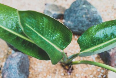 Papier peint  close-up of bird of paradise strelitzia plant outdoor with raindrops on its leaves after a tropical rain
