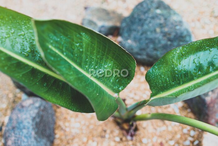 Papier peint  close-up of bird of paradise strelitzia plant outdoor with raindrops on its leaves after a tropical rain