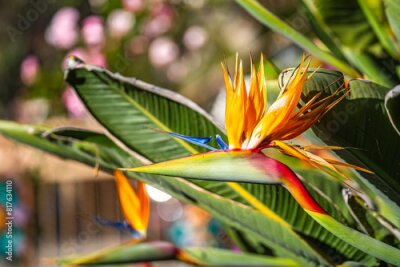 Papier peint  Close-up of Bird of Paradise (Strelitzia reginae)