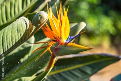 Papier peint  Close-up of Bird of Paradise (Strelitzia reginae)