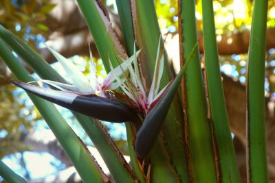 Papier peint  Close up of blossom of the giant white bird of paradise or wild banana flower (Strelitzia nicolai)