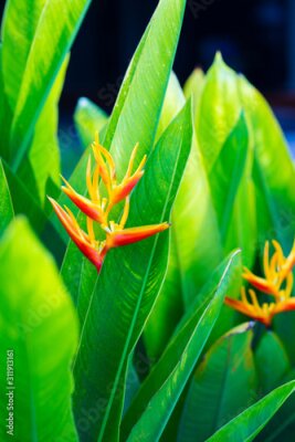 Papier peint  Close up of exotic tropical flower Strelitzia reginae.