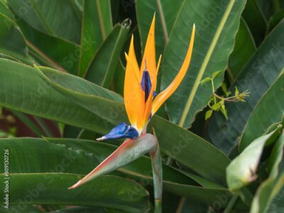 Papier peint  Close up of flower Bird of paradise Strelitzia Reginae blossom in botanic garden. Macro, shallow depth of field, texture background, flower close-up.