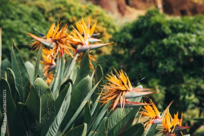 Papier peint  Close-up of flowering Strelitzia bush on Madeira island