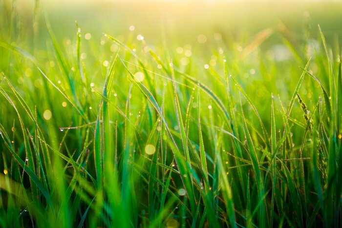 Papier peint  Close up of fresh thick grass with water drops in the early morning