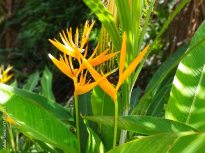 Papier peint  Close up of Heliconia psittacorum Flower in a Tropical Garden. Bird of Paradise Flower or Strelitzia Orange Flower. French Antilles. Lush greenery and tropical nature background.